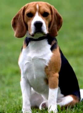 beagle