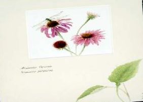 Echinacea angustifolia