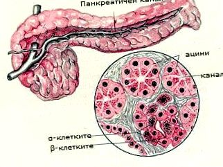 celulelor pancreasului