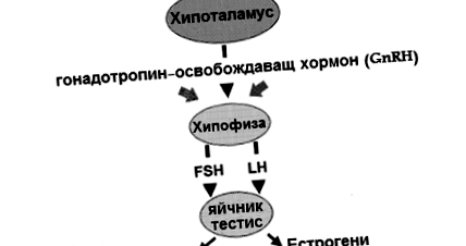 luteinizant