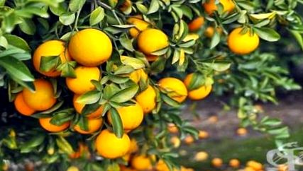 narancsok