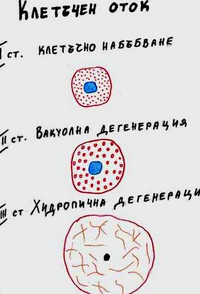 citoplasma celulelor