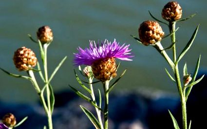 centaurea