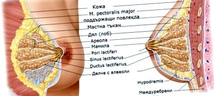 anatomie