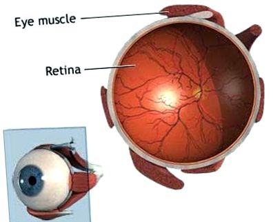 arterei retiniene