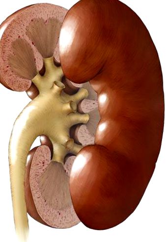 renal