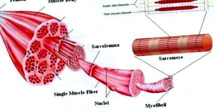 musculară