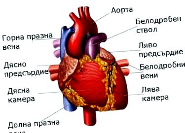 ventriculul drept