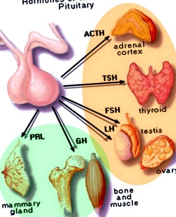 prolactina