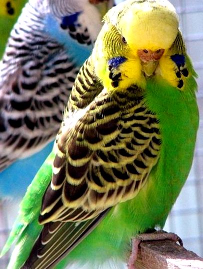 Papagalii ondulați
