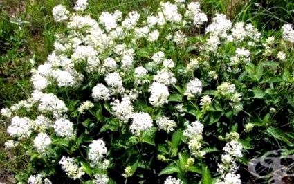 ceanothus