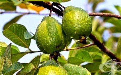 psidium