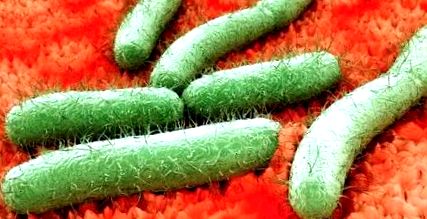 mikrobiológia