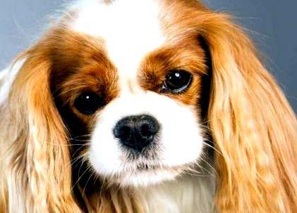 cavalier