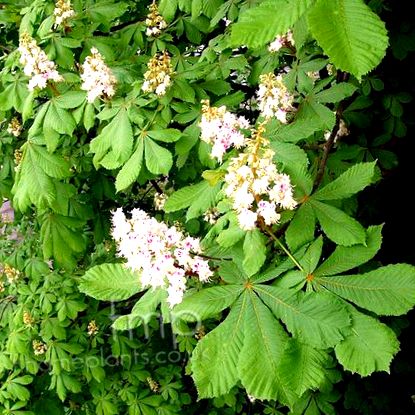 Aesculus hippocastanum