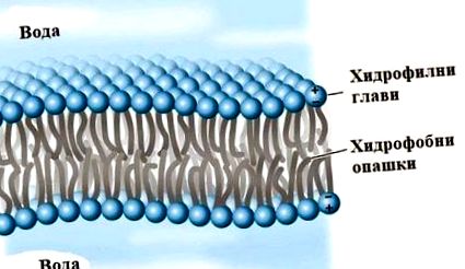 membranei celulare