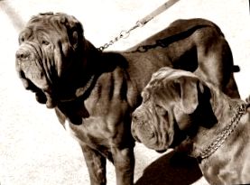 mastiff