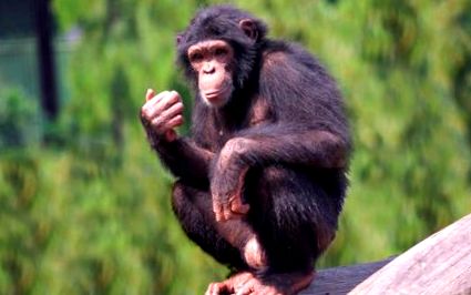 cimpanzeii