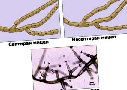 microbiologie