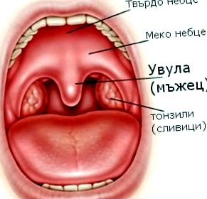 uvula