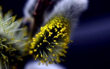 polenului