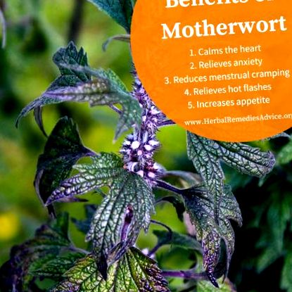 Beneficiile Motherwort pentru