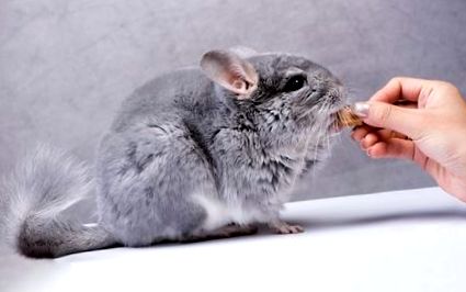 chinchilla