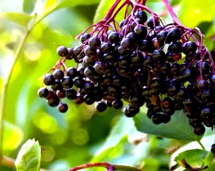 elderberry