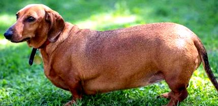 ajutați l pe dachshund să piardă în greutate)