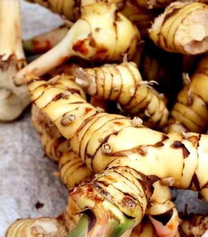 galangal