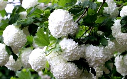 viburnum