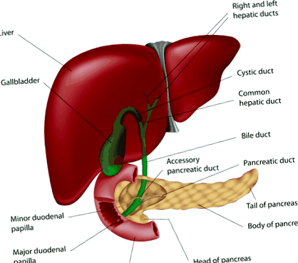 calculi