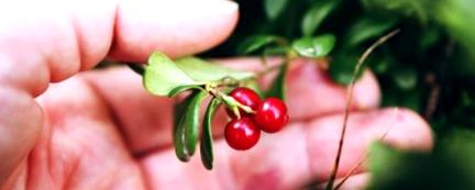 lingonberry