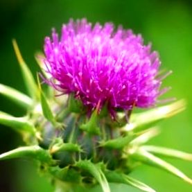 thistle