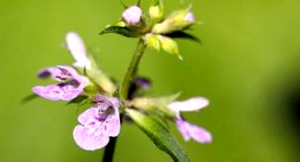 motherwort