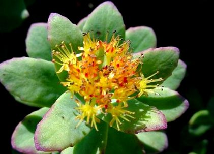 rhodiola