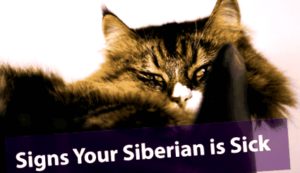 siberianul