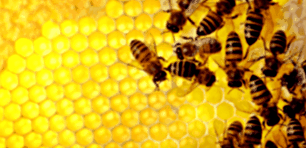 пчелни