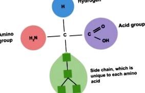 proteinei