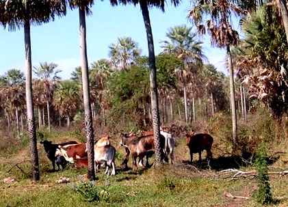 arbore