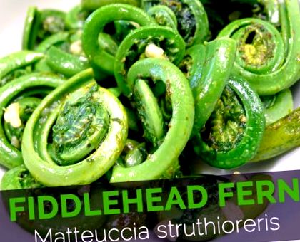 fiddlehead