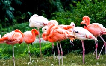 фламинго ядат