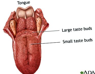 gastrointestinale hepatice