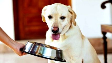 Колко често; Колко да нахраните кучето си Fido Хранене 101!