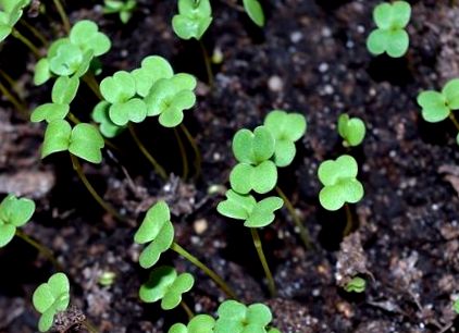 microgreen