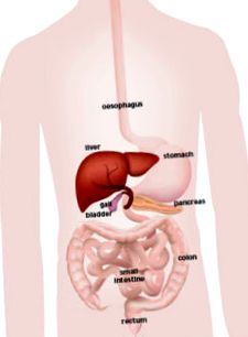 nafld