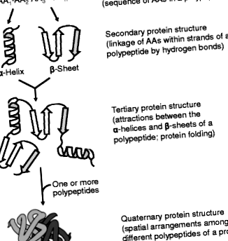 hidrolizate