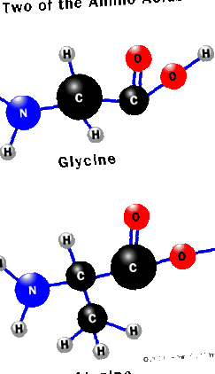 proteine