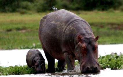 hipopotamii