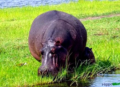 mănâncă hipopotamii